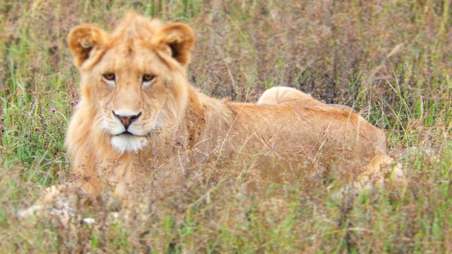 Young male lion