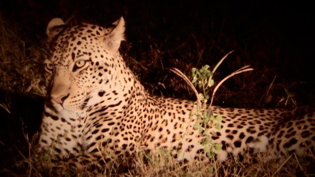 Game Driving in South Luangwa Park,&nbsp;Zambia