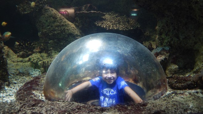 Swimming with the fish