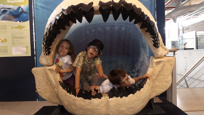Fossil exhibit in the castle
