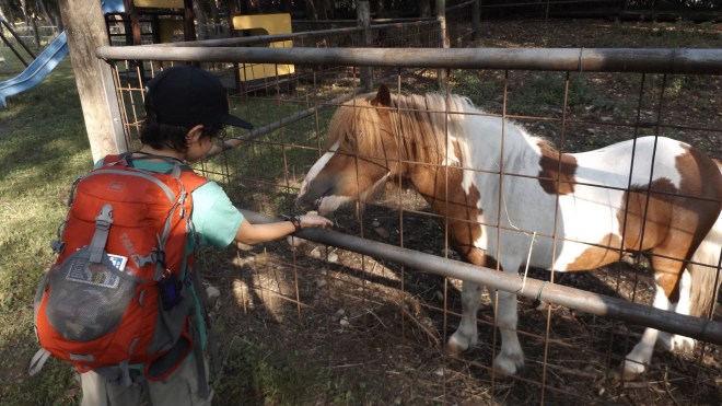 Petting zoo at the campsite