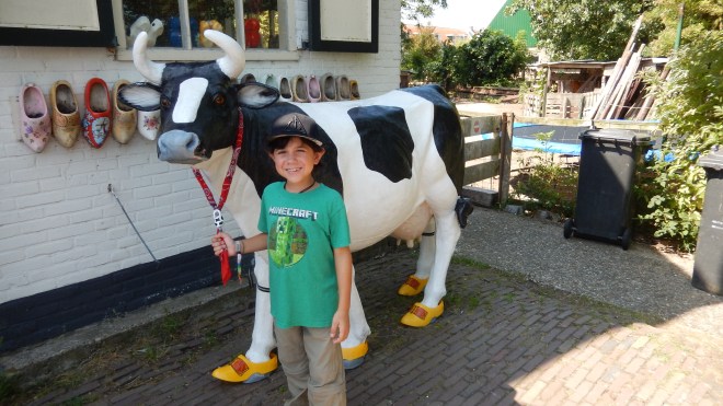 Talking the cow for a walk