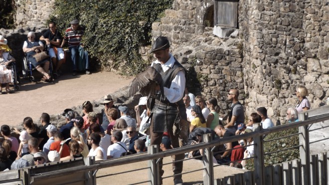 Falconry Show