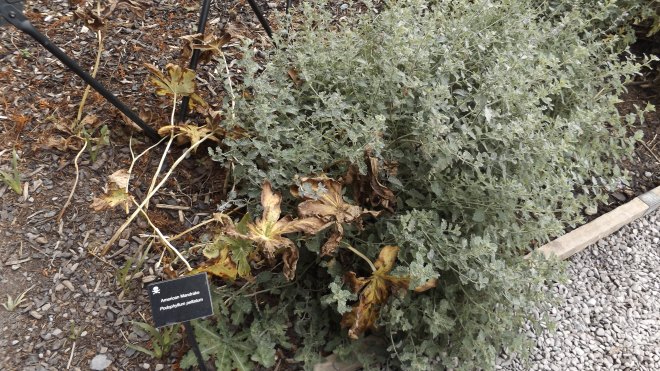 Mandrake (from Harry Potter)